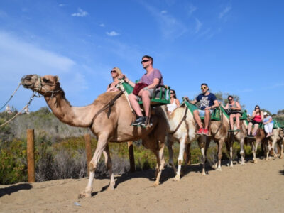 Safari en camello por las dunas